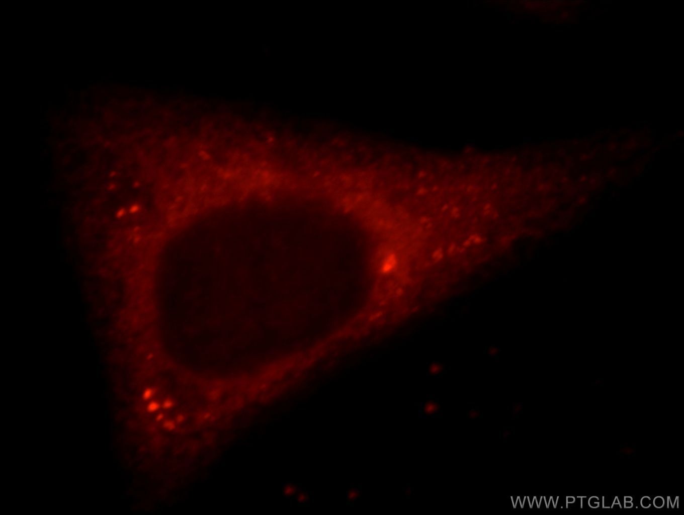 Immunofluorescence (IF) / fluorescent staining of HepG2 cells using NUDCD2 Polyclonal antibody (21205-1-AP)