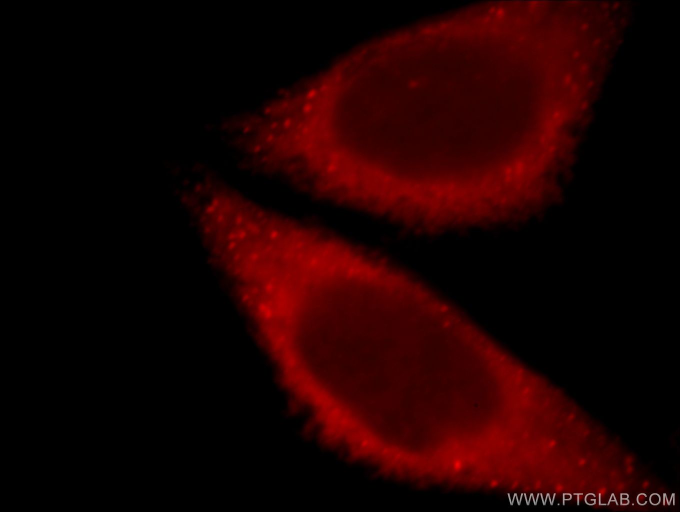 Immunofluorescence (IF) / fluorescent staining of HeLa cells using NUDCD2 Polyclonal antibody (21205-1-AP)