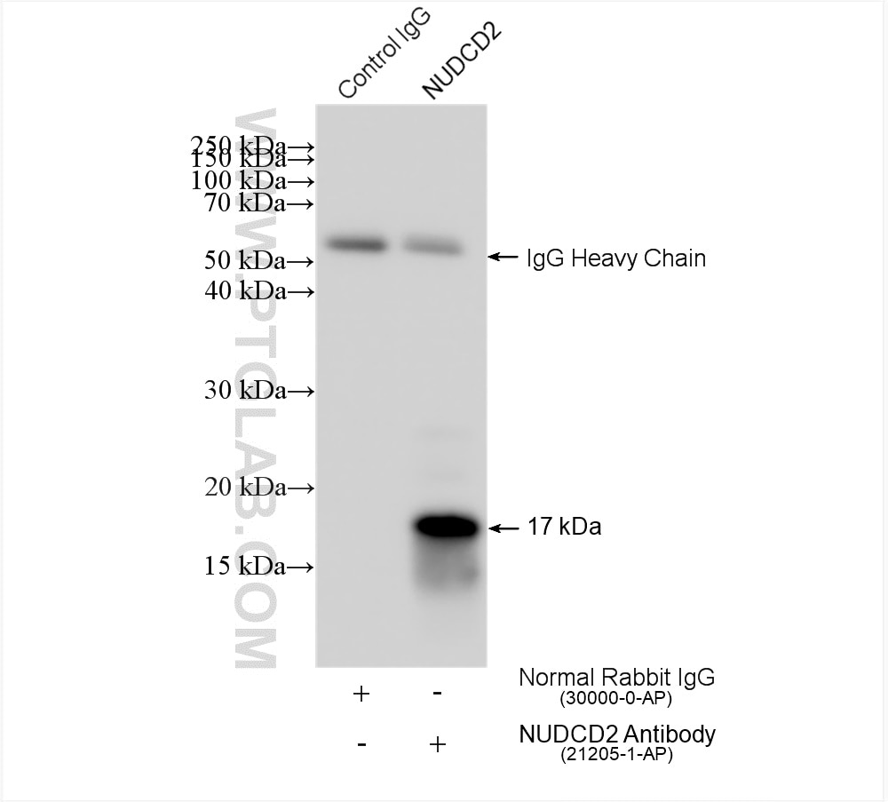 Immunoprecipitation (IP) experiment of HepG2 cells using NUDCD2 Polyclonal antibody (21205-1-AP)
