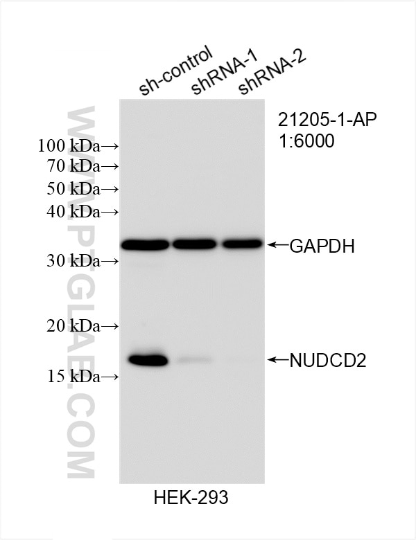 Western Blot (WB) analysis of HEK-293 cells using NUDCD2 Polyclonal antibody (21205-1-AP)