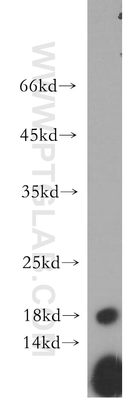 Western Blot (WB) analysis of HepG2 cells using NUDCD2 Polyclonal antibody (21205-1-AP)