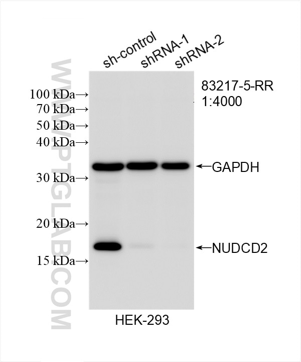 Western Blot (WB) analysis of HEK-293 cells using NUDCD2 Recombinant antibody (83217-5-RR)