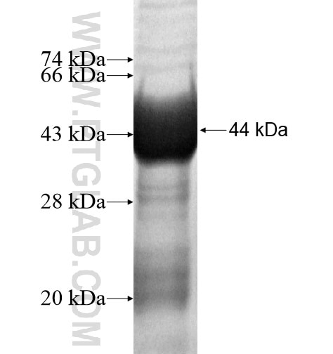 NUDCD2 fusion protein Ag15579 SDS-PAGE