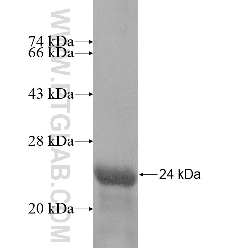 NUDCD2 fusion protein Ag15768 SDS-PAGE