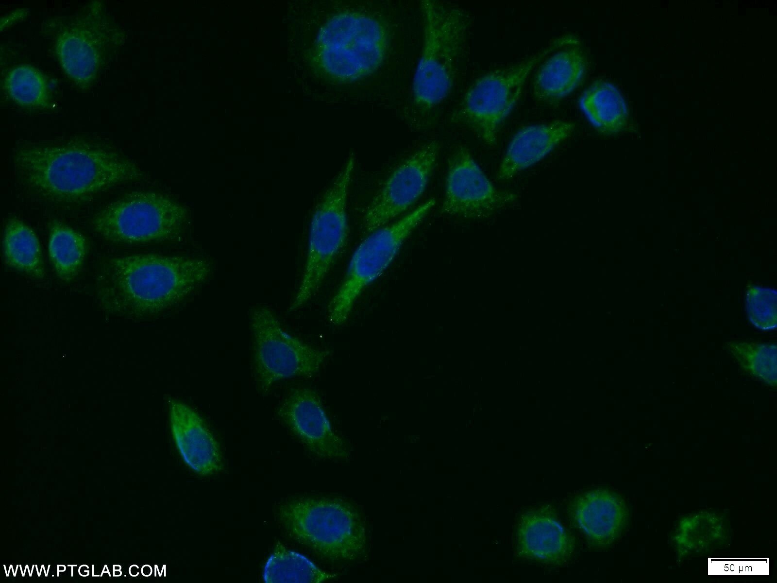 Immunofluorescence (IF) / fluorescent staining of PC-3 cells using MTH1 Polyclonal antibody (16705-1-AP)