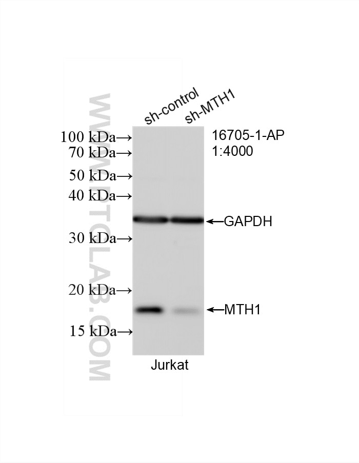 Western Blot (WB) analysis of Jurkat cells using MTH1 Polyclonal antibody (16705-1-AP)