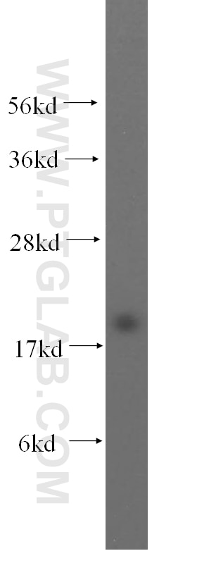 Western Blot (WB) analysis of HepG2 cells using MTH1 Polyclonal antibody (16705-1-AP)