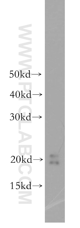 Western Blot (WB) analysis of PC-3 cells using MTH1 Polyclonal antibody (16705-1-AP)