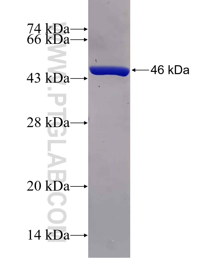 NUDT1 fusion protein Ag10103 SDS-PAGE