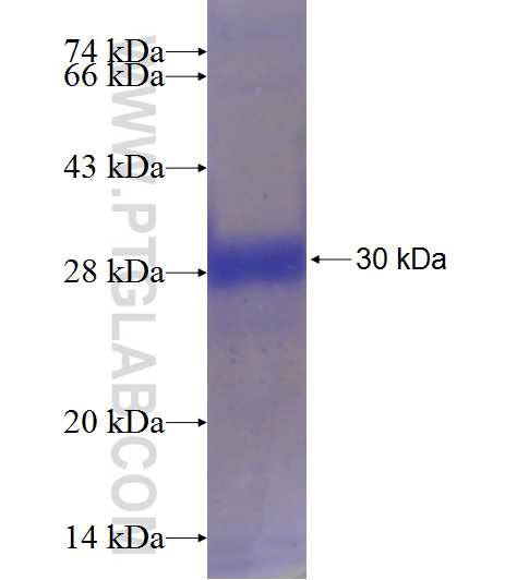 NUDT1 fusion protein Ag9802 SDS-PAGE