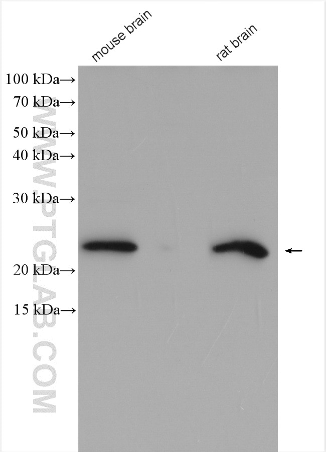 Western Blot (WB) analysis of various lysates using NUDT3/4/10/11 Polyclonal antibody (17508-1-AP)