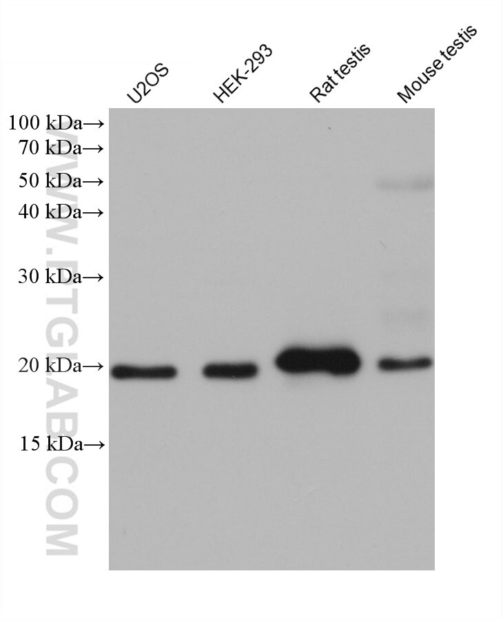 Western Blot (WB) analysis of various lysates using NUDT10 Monoclonal antibody (68478-1-Ig)