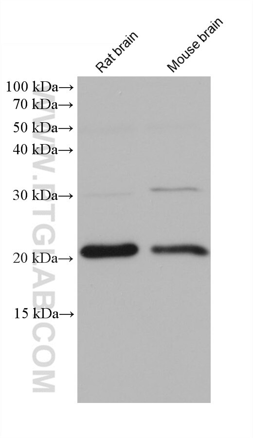 Western Blot (WB) analysis of various lysates using NUDT10 Monoclonal antibody (68478-1-Ig)