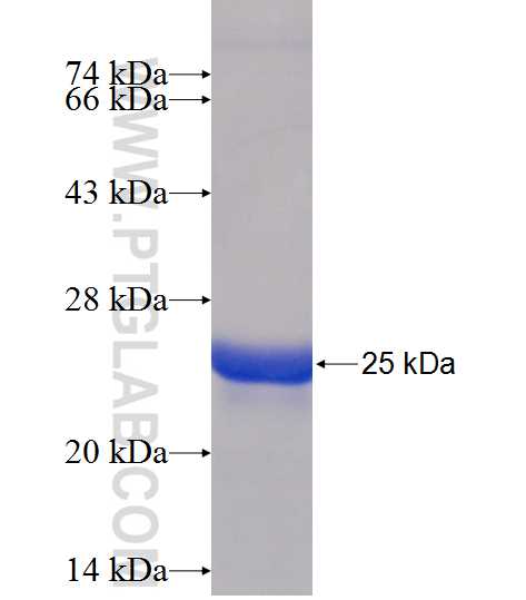 NUDT10 fusion protein Ag11878 SDS-PAGE
