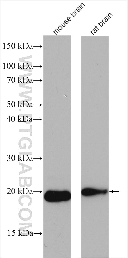 Western Blot (WB) analysis of various lysates using NUDT3/4/10/11 Polyclonal antibody (10912-1-AP)