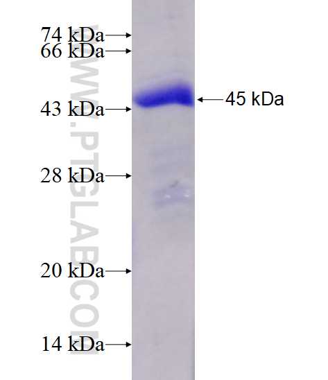 NUDT11 fusion protein Ag1346 SDS-PAGE