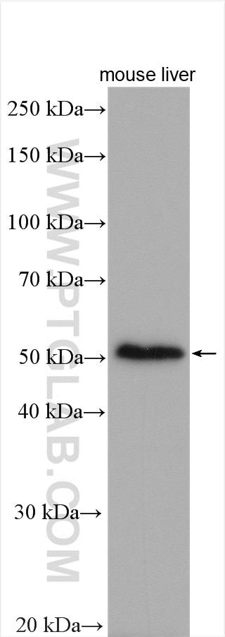 Western Blot (WB) analysis of various lysates using NUDT12 Polyclonal antibody (17487-1-AP)