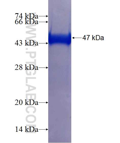 NUDT12 fusion protein Ag11557 SDS-PAGE