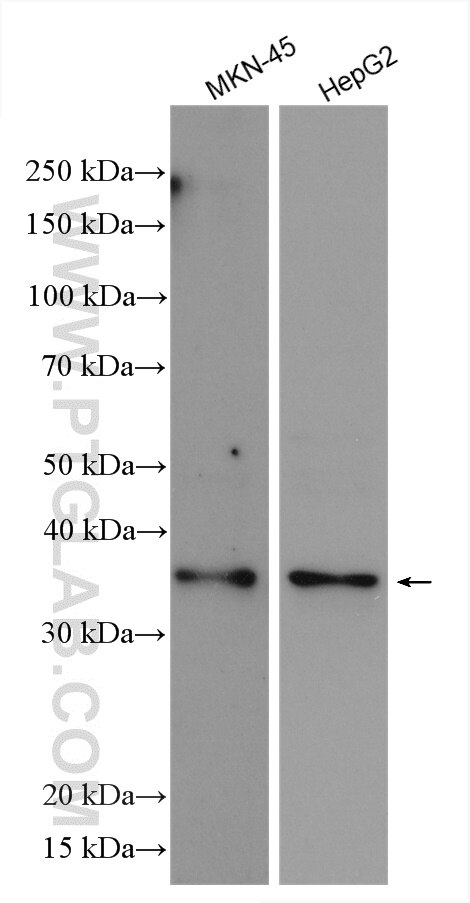 Western Blot (WB) analysis of various lysates using NUDT13 Polyclonal antibody (25912-1-AP)