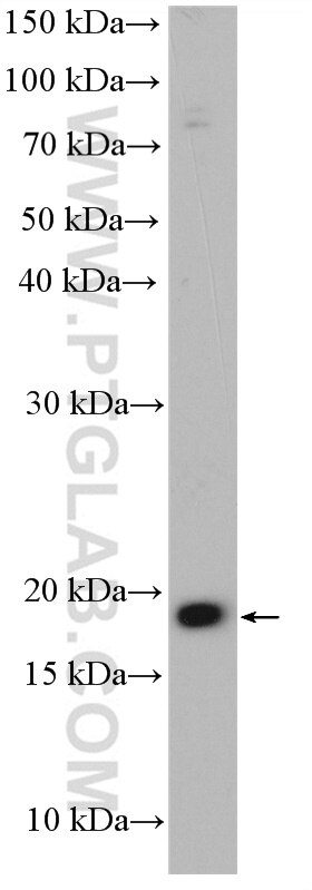 Western Blot (WB) analysis of HeLa cells using NUDT15 Polyclonal antibody (25914-1-AP)