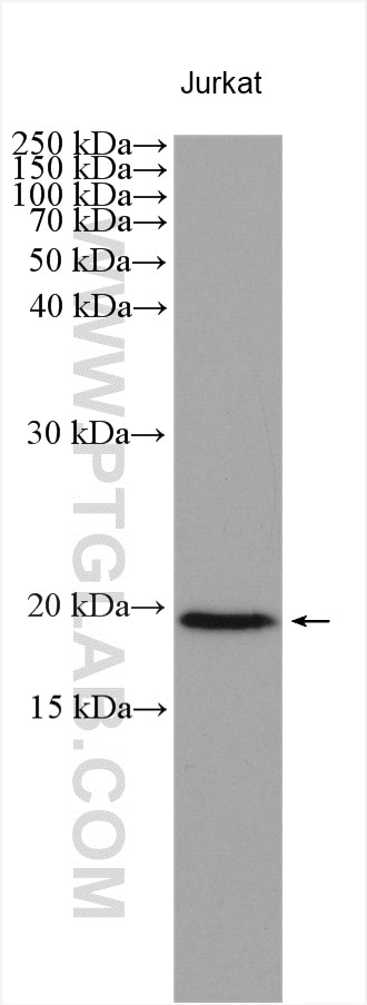 Western Blot (WB) analysis of various lysates using NUDT15 Polyclonal antibody (25914-1-AP)