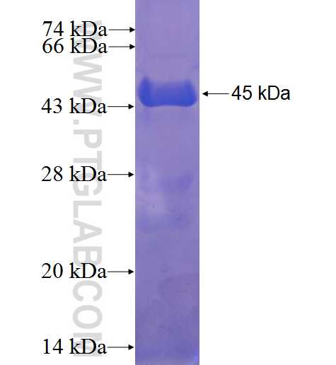NUDT15 fusion protein Ag23242 SDS-PAGE
