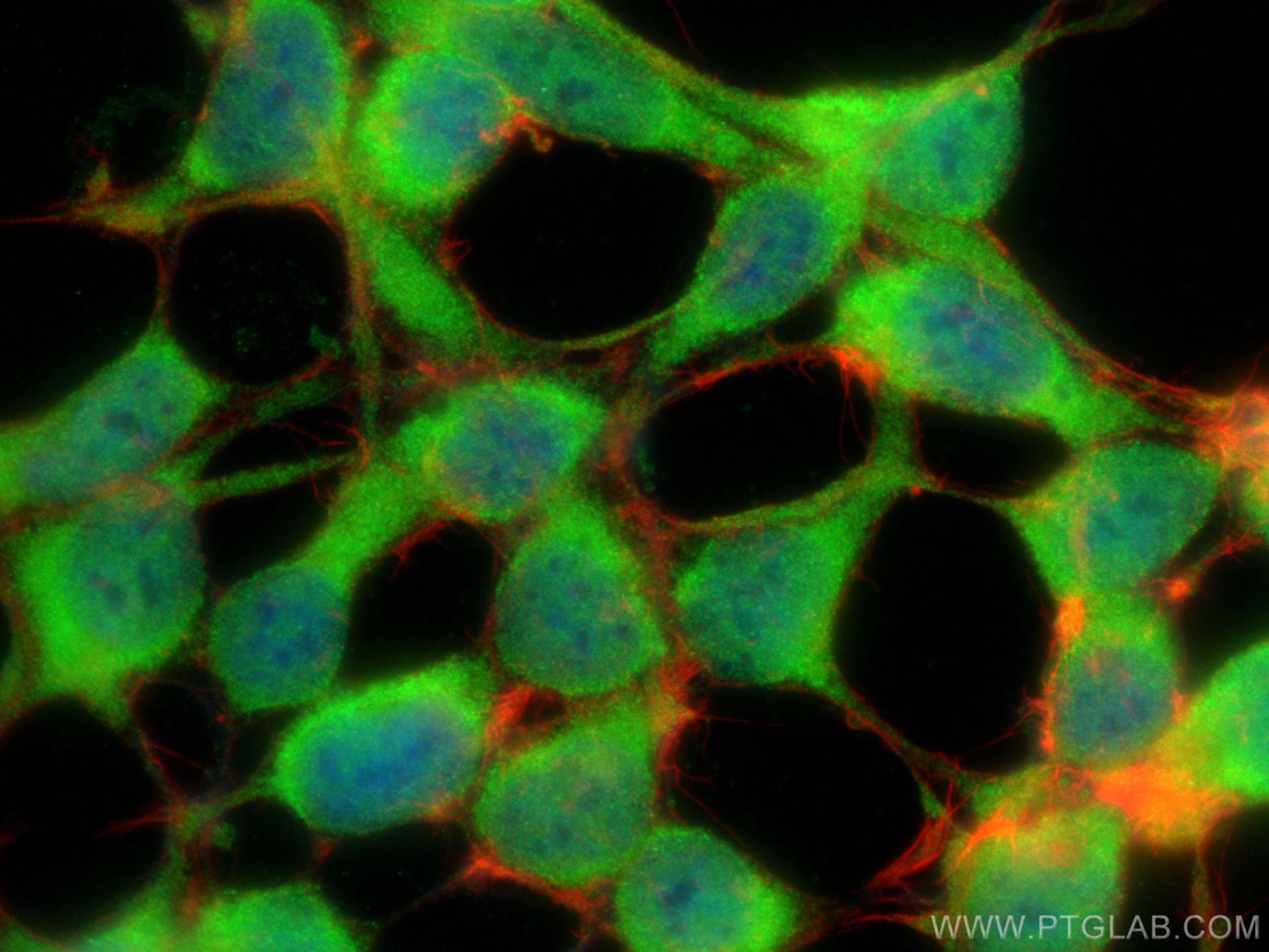 Immunofluorescence (IF) / fluorescent staining of HEK-293 cells using NUDT16 Polyclonal antibody (12889-1-AP)