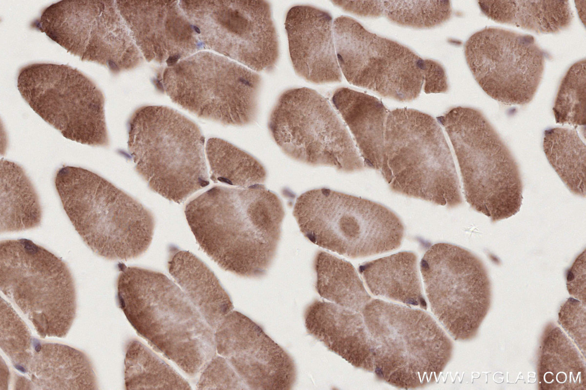 Immunohistochemistry (IHC) staining of mouse skeletal muscle tissue using NUDT16 Polyclonal antibody (12889-1-AP)