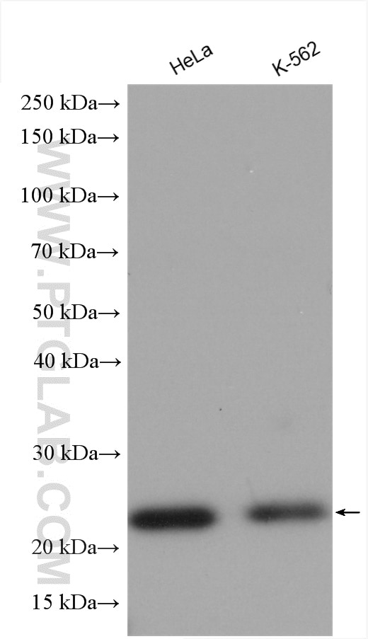 Western Blot (WB) analysis of various lysates using NUDT16 Polyclonal antibody (12889-1-AP)