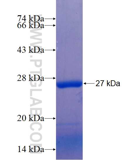 NUDT16 fusion protein Ag3925 SDS-PAGE