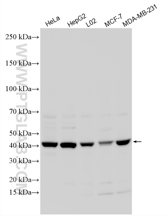 Western Blot (WB) analysis of various lysates using NUDT17 Polyclonal antibody (18805-1-AP)