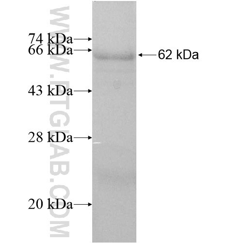 NUDT18 fusion protein Ag11292 SDS-PAGE
