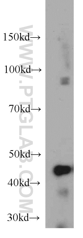 WB analysis of HEK-293 using 55126-1-AP