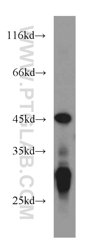 Western Blot (WB) analysis of HEK-293 cells using NUDT19 Polyclonal antibody (55126-1-AP)