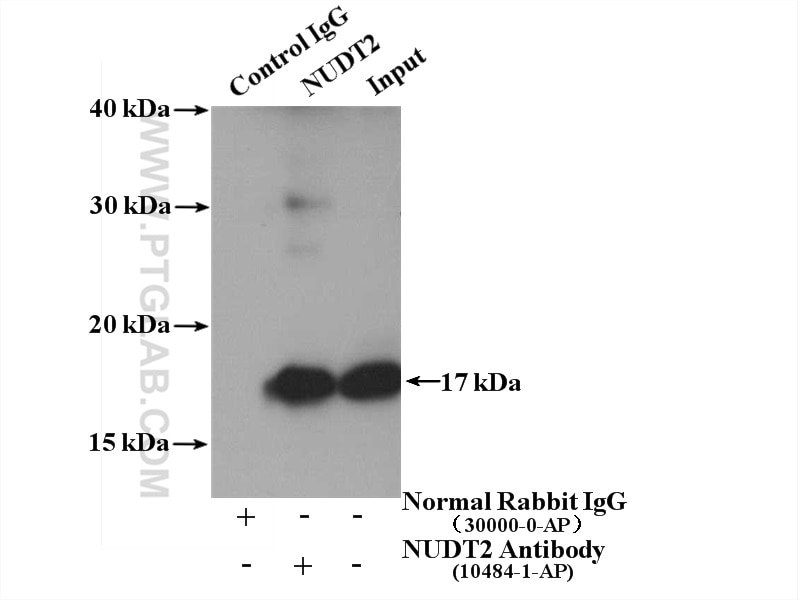 Immunoprecipitation (IP) experiment of HEK-293 cells using NUDT2 Polyclonal antibody (10484-1-AP)