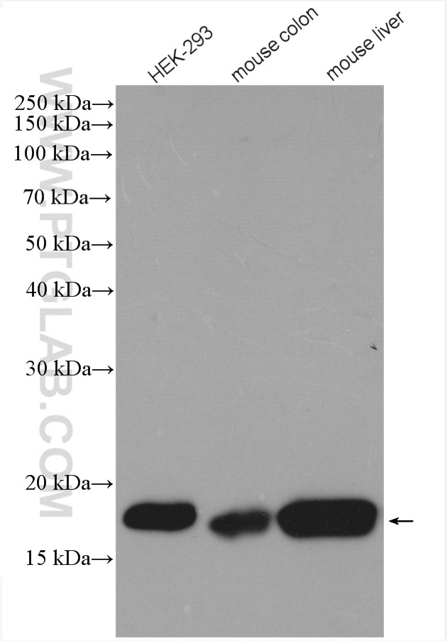 Western Blot (WB) analysis of various lysates using NUDT2 Polyclonal antibody (10484-1-AP)