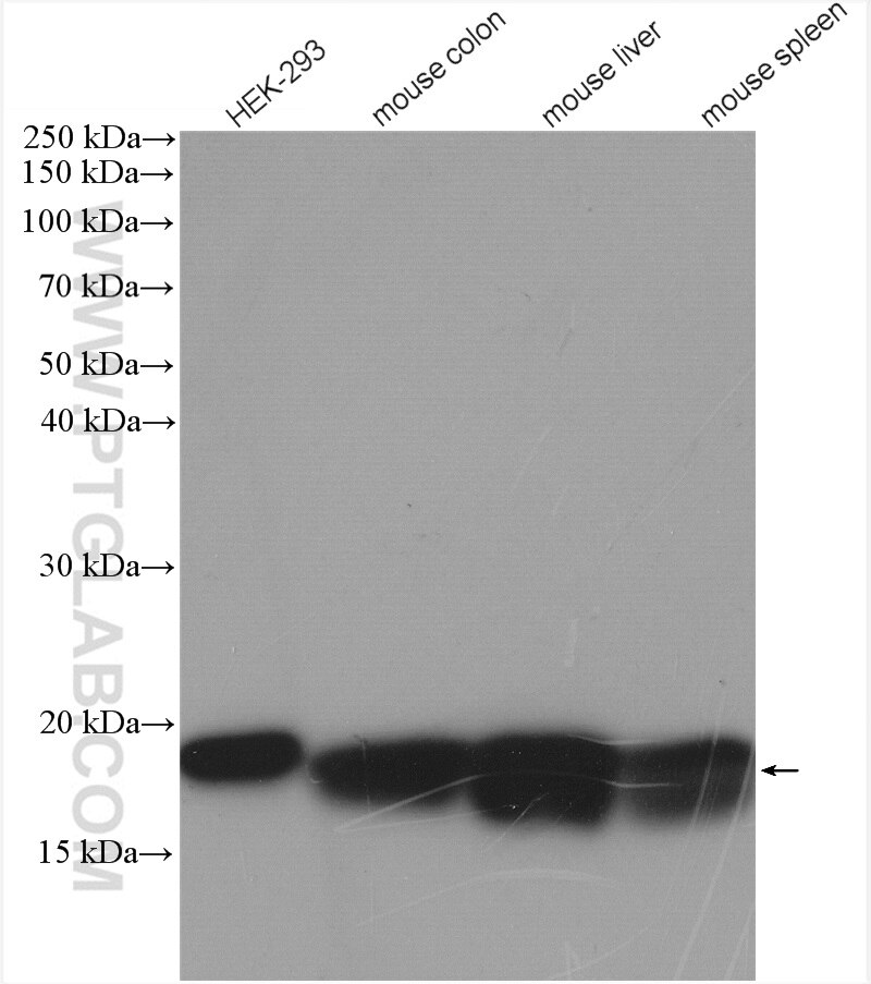 Western Blot (WB) analysis of various lysates using NUDT2 Polyclonal antibody (10484-1-AP)