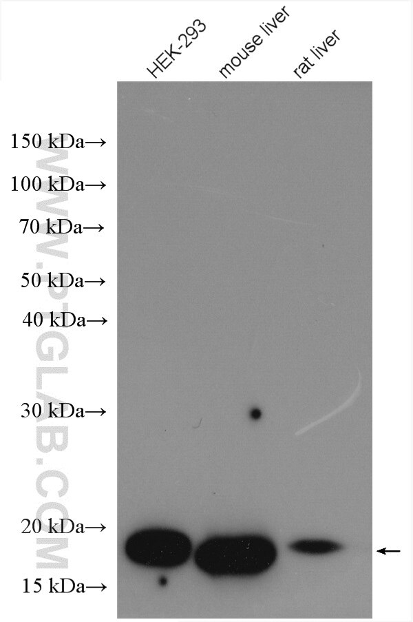 Western Blot (WB) analysis of various lysates using NUDT2 Polyclonal antibody (10484-1-AP)