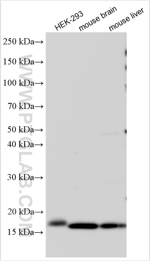 Western Blot (WB) analysis of various lysates using NUDT2 Polyclonal antibody (10484-1-AP)