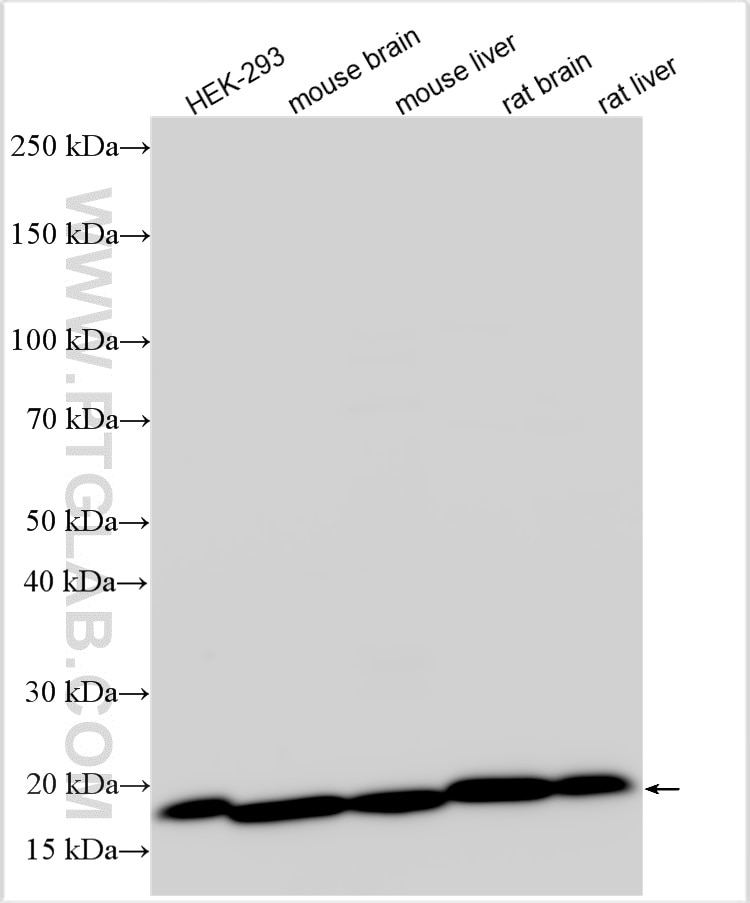 Western Blot (WB) analysis of various lysates using NUDT2 Polyclonal antibody (10484-1-AP)