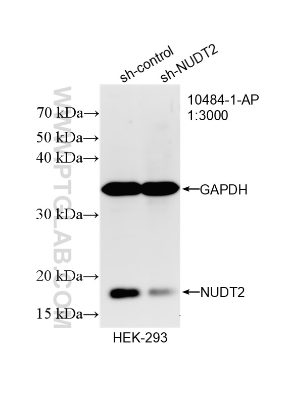 Western Blot (WB) analysis of HEK-293 cells using NUDT2 Polyclonal antibody (10484-1-AP)