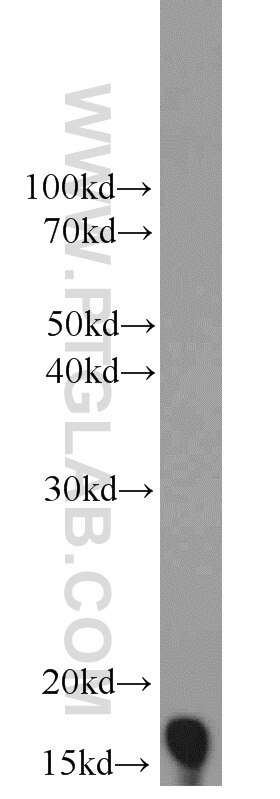 Western Blot (WB) analysis of mouse spleen tissue using NUDT2 Polyclonal antibody (10484-1-AP)