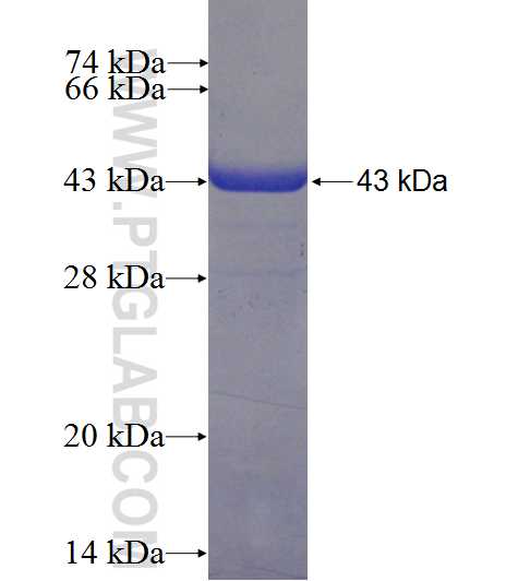 NUDT2 fusion protein Ag0743 SDS-PAGE