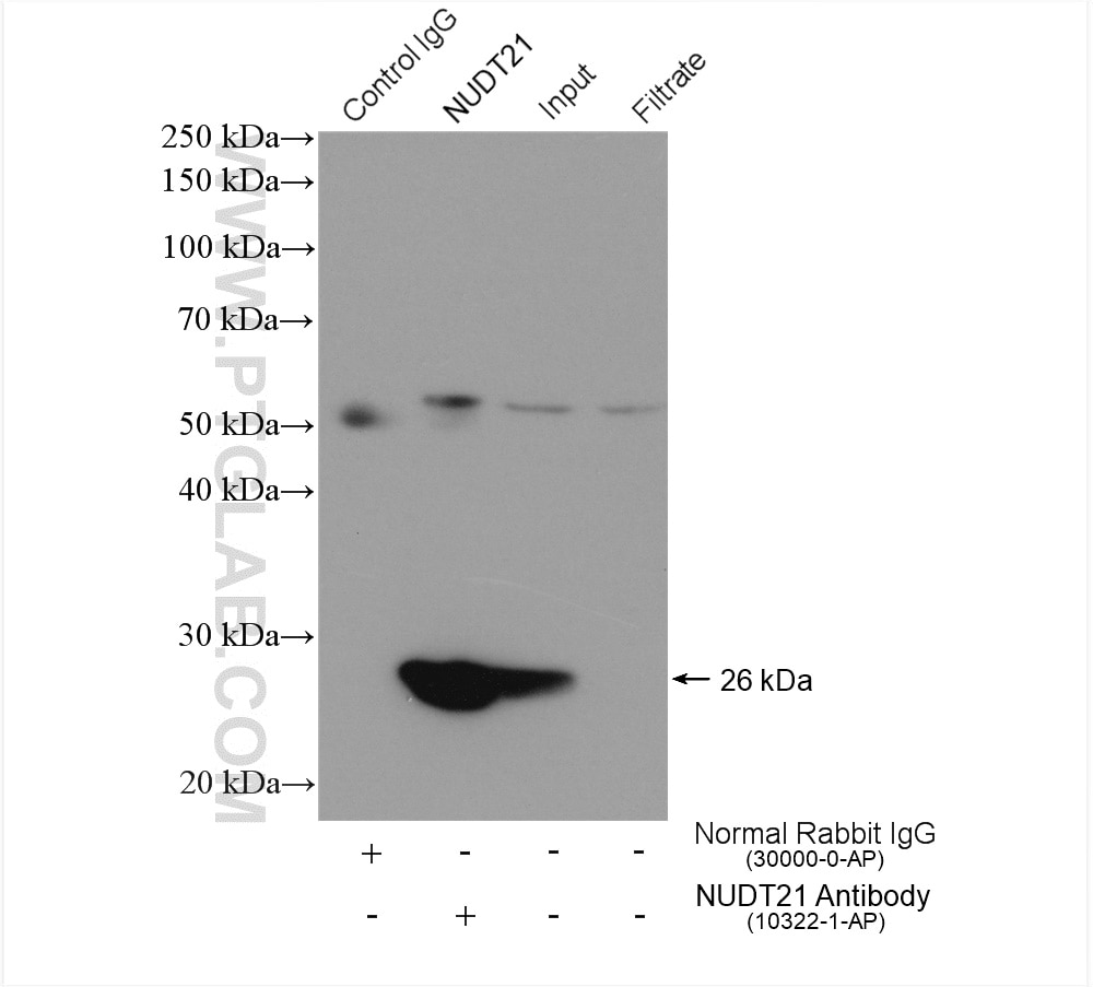 Immunoprecipitation (IP) experiment of MCF-7 cells using NUDT21 Polyclonal antibody (10322-1-AP)