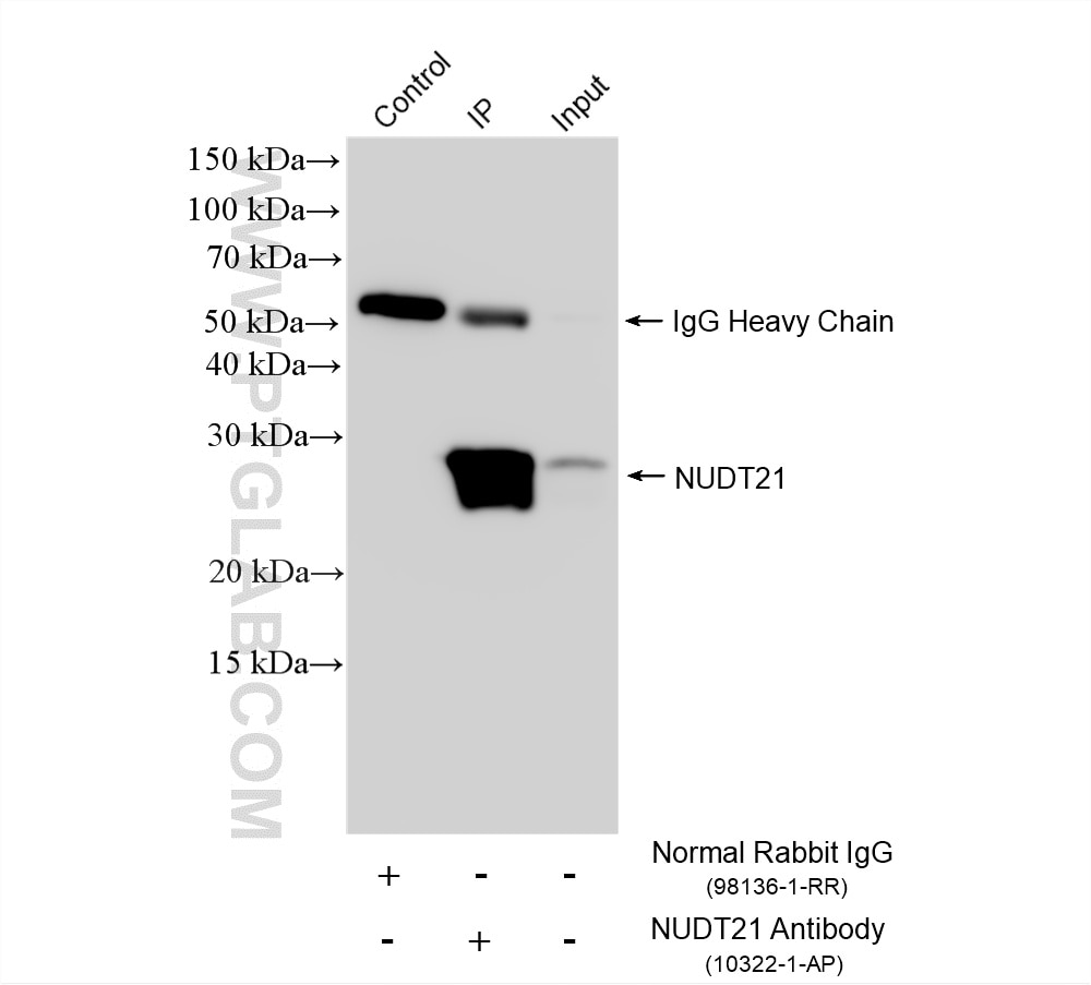 Immunoprecipitation (IP) experiment of HeLa cells using NUDT21 Polyclonal antibody (10322-1-AP)