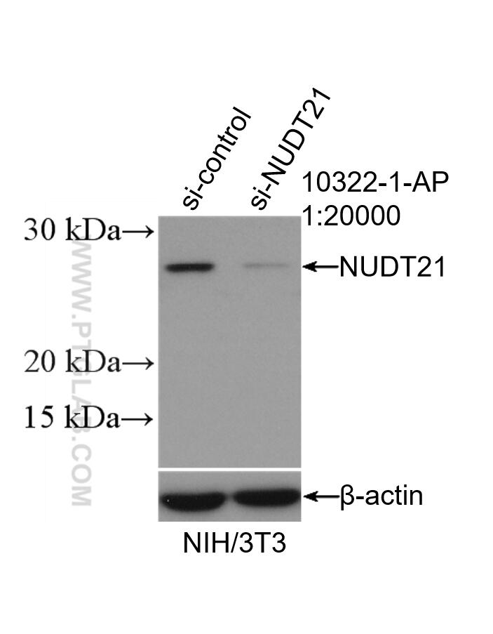 Western Blot (WB) analysis of NIH/3T3 cells using NUDT21 Polyclonal antibody (10322-1-AP)