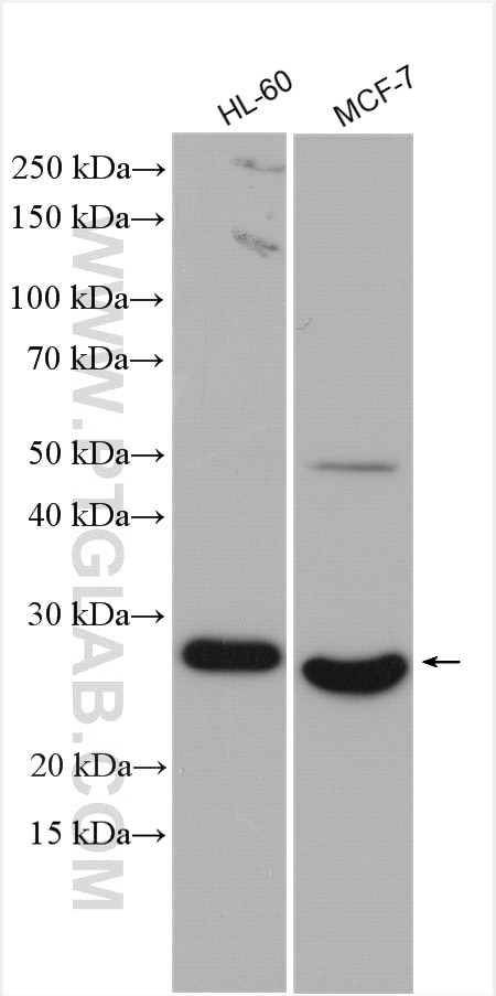 Western Blot (WB) analysis of various lysates using NUDT21 Polyclonal antibody (10322-1-AP)