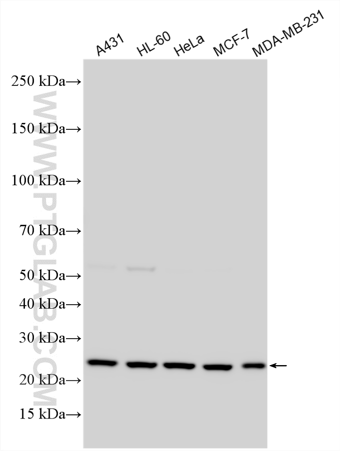 Western Blot (WB) analysis of various lysates using NUDT21 Polyclonal antibody (10322-1-AP)
