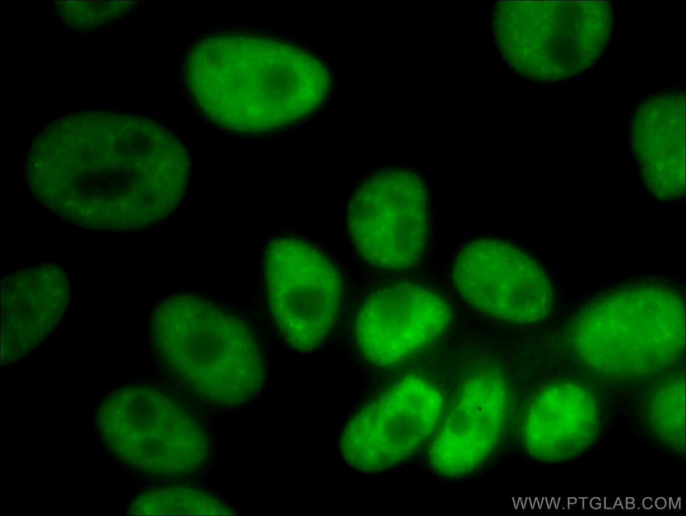 Immunofluorescence (IF) / fluorescent staining of HepG2 cells using NUDT21 Monoclonal antibody (66335-1-Ig)