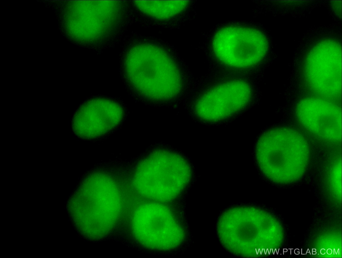 Immunofluorescence (IF) / fluorescent staining of HepG2 cells using NUDT21 Monoclonal antibody (66335-1-Ig)